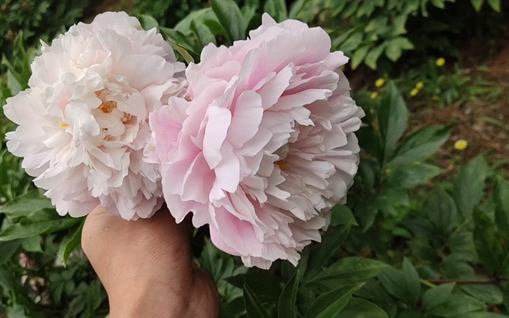 芍药品种:种生粉