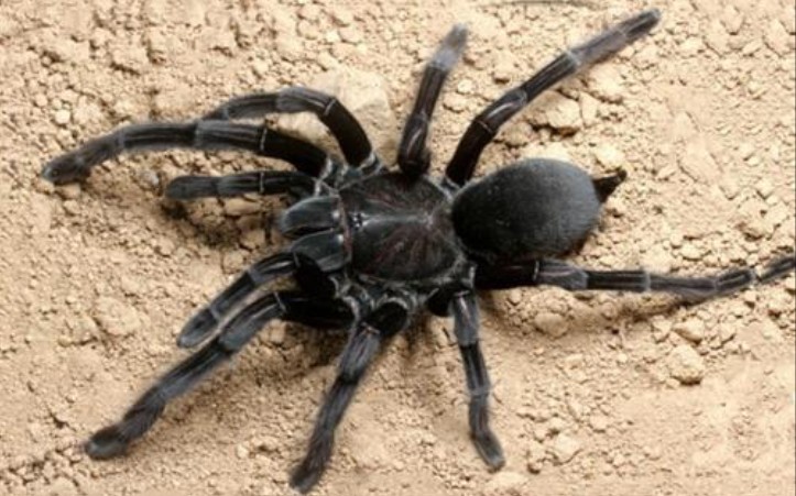 开箱卡恩卡拉地老虎