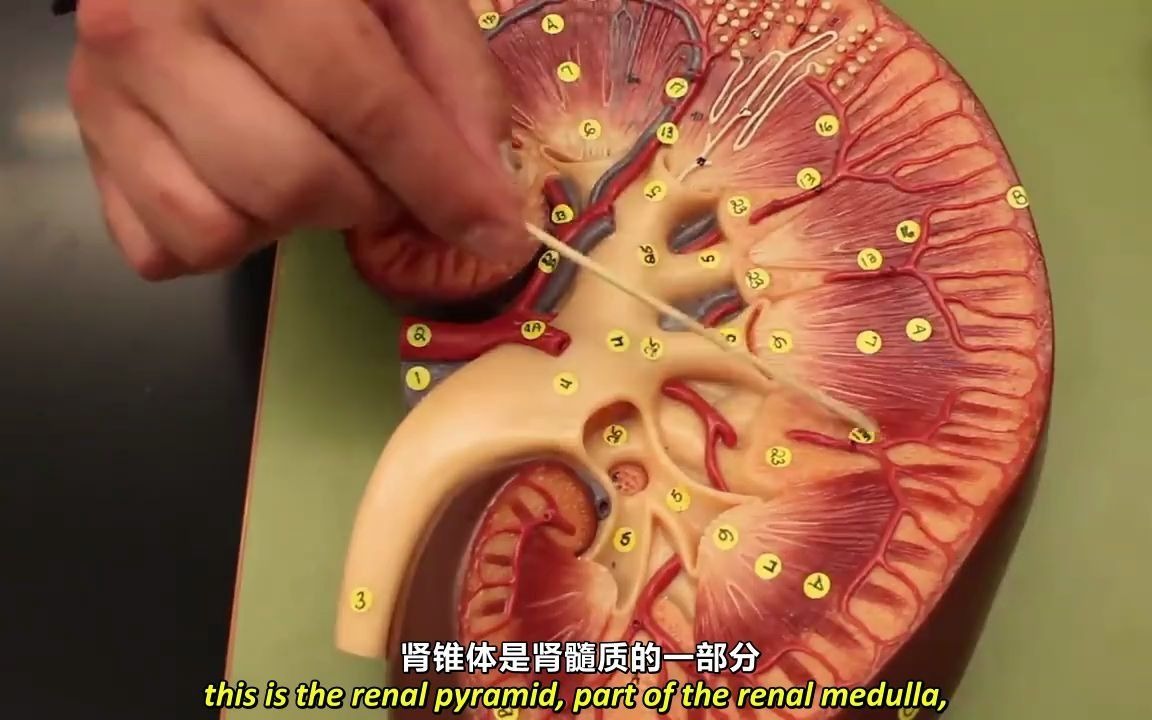 肾的解剖结构 | Kidney Anatomy哔哩哔哩bilibili