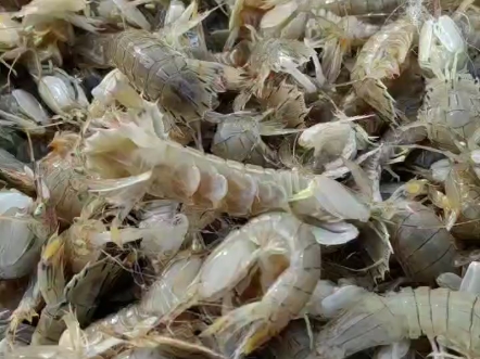 没有什么是一顿皮皮虾解决不了!