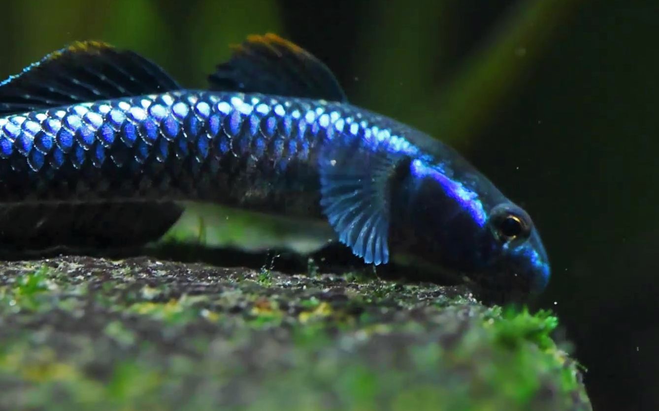 【紫身&黑鳍枝牙虾虎】国产虾虎颜值天花板_哔哩哔哩_bilibili