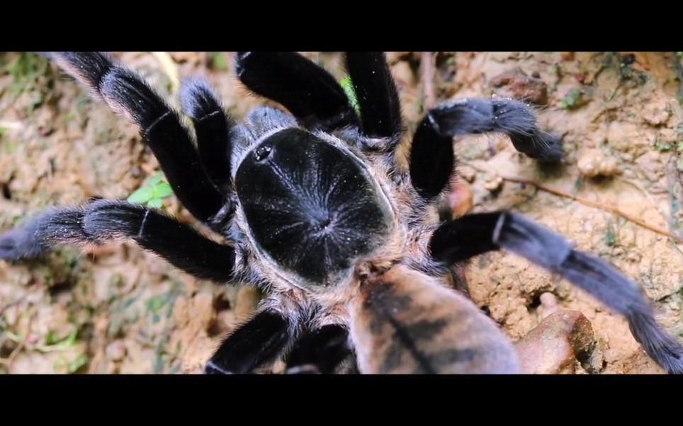 马来西亚的地老虎_哔哩哔哩_bilibili