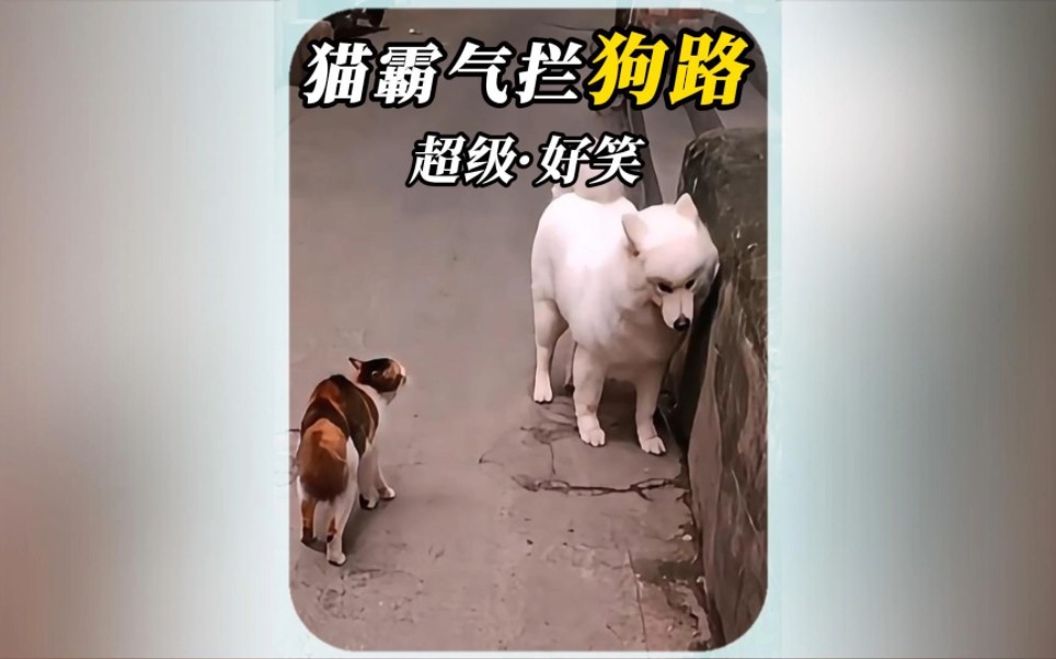 俗话说“好狗不挡道”,既然狗道被猫咪给挡了哔哩哔哩bilibili