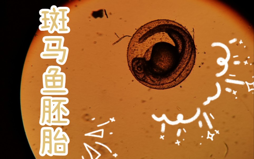 斑马鱼胚胎发育图片