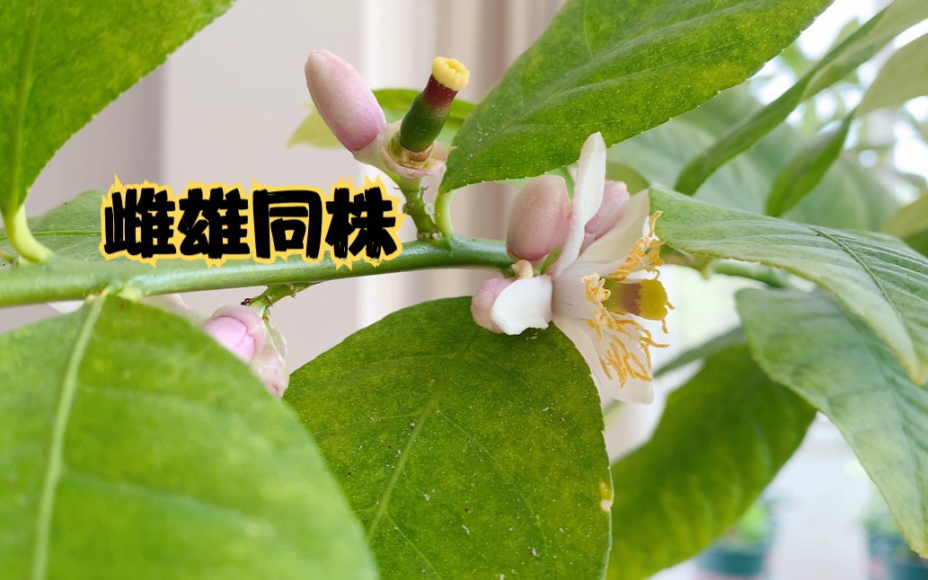 1岁小柠檬树记|雌雄同株边开边落,今年能否结出果实?
