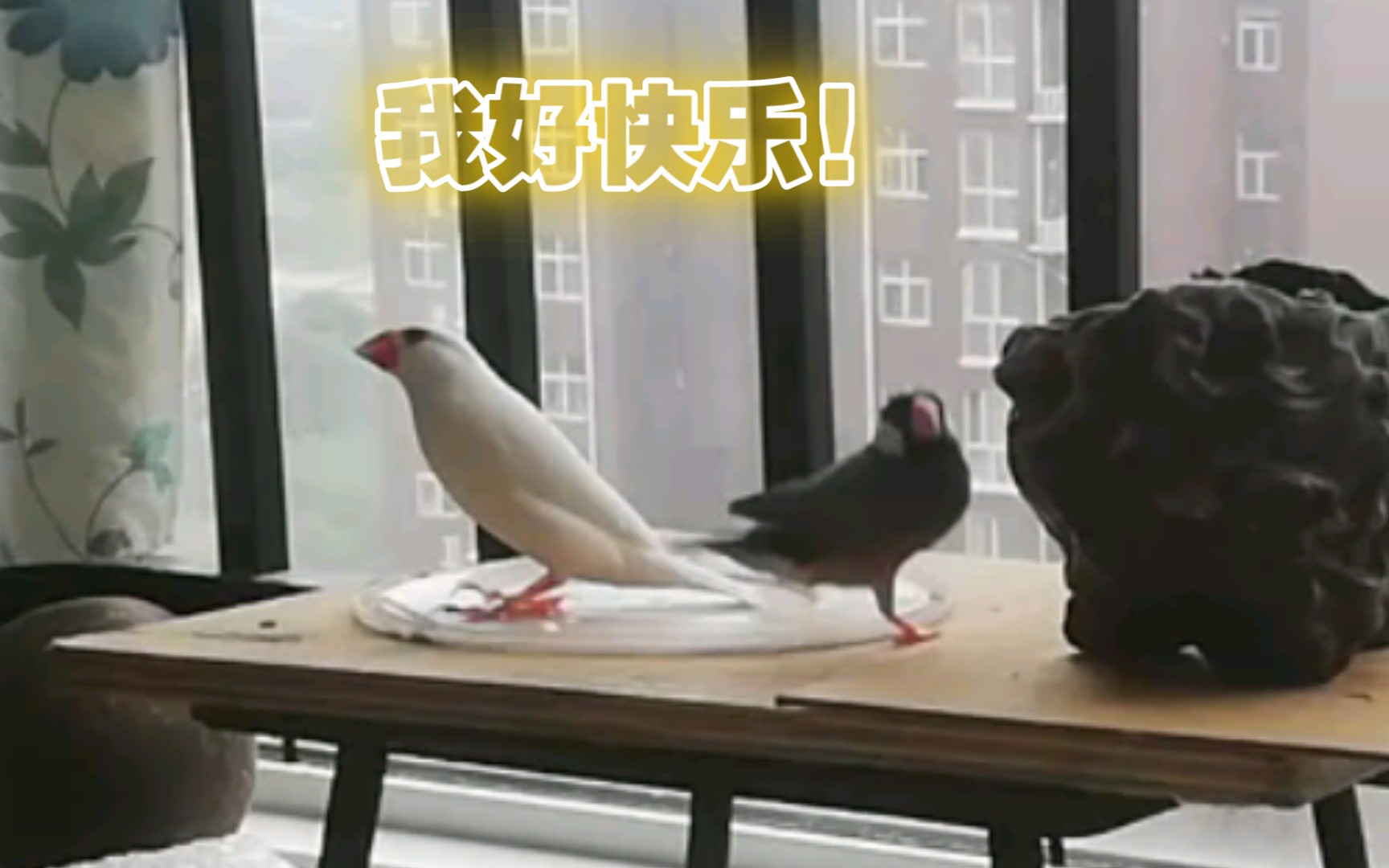 活动作品欢呼雀跃的小文鸟雀跃这个词真的是应景