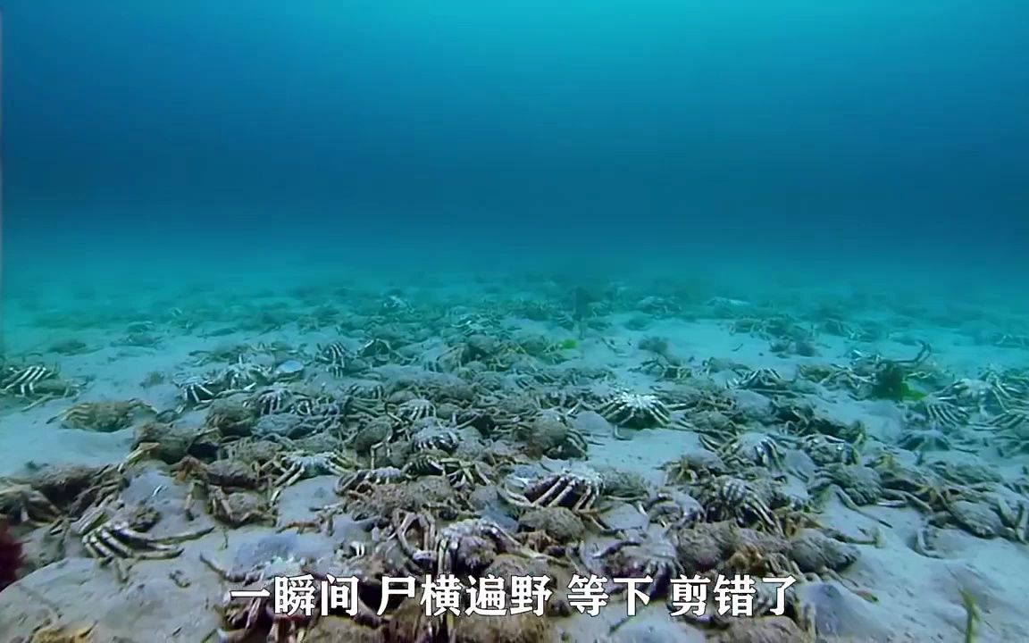 海底蜘蛛蟹出没,延绵数百米,刚蜕完壳就惨遭"黑山老妖"袭击.
