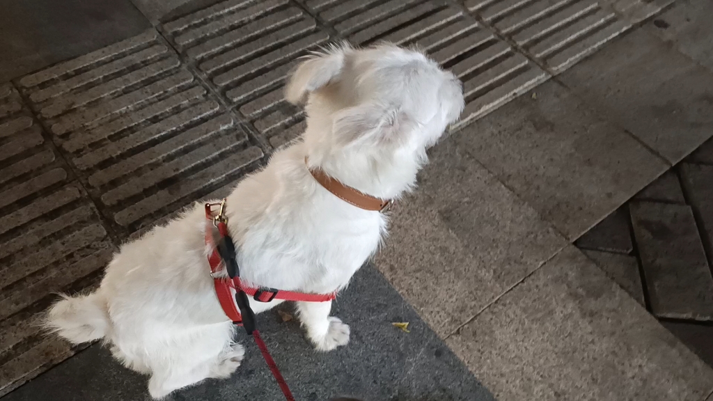 晚上出门遛狗的状态