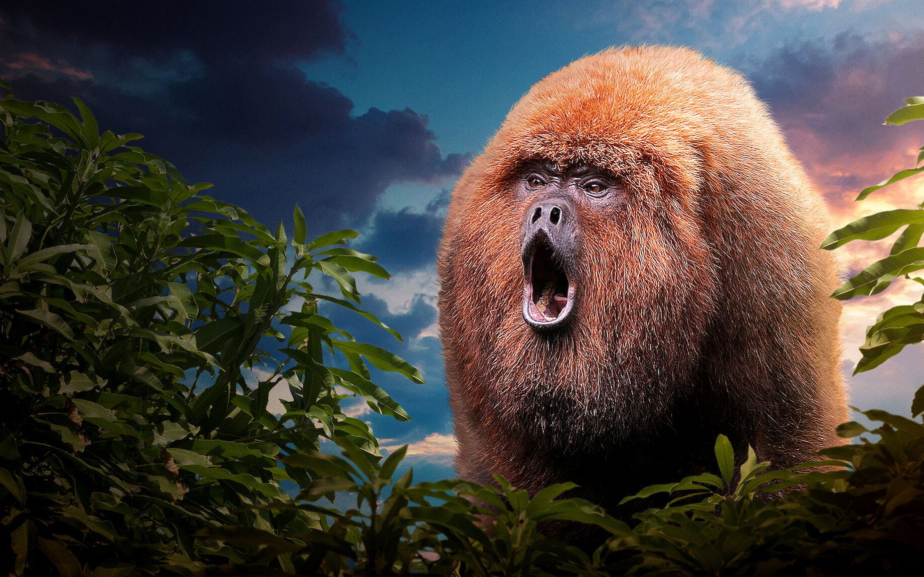 拉丁美洲72种危险动物 第1集 丛林猛兽 中配版【与速配音】