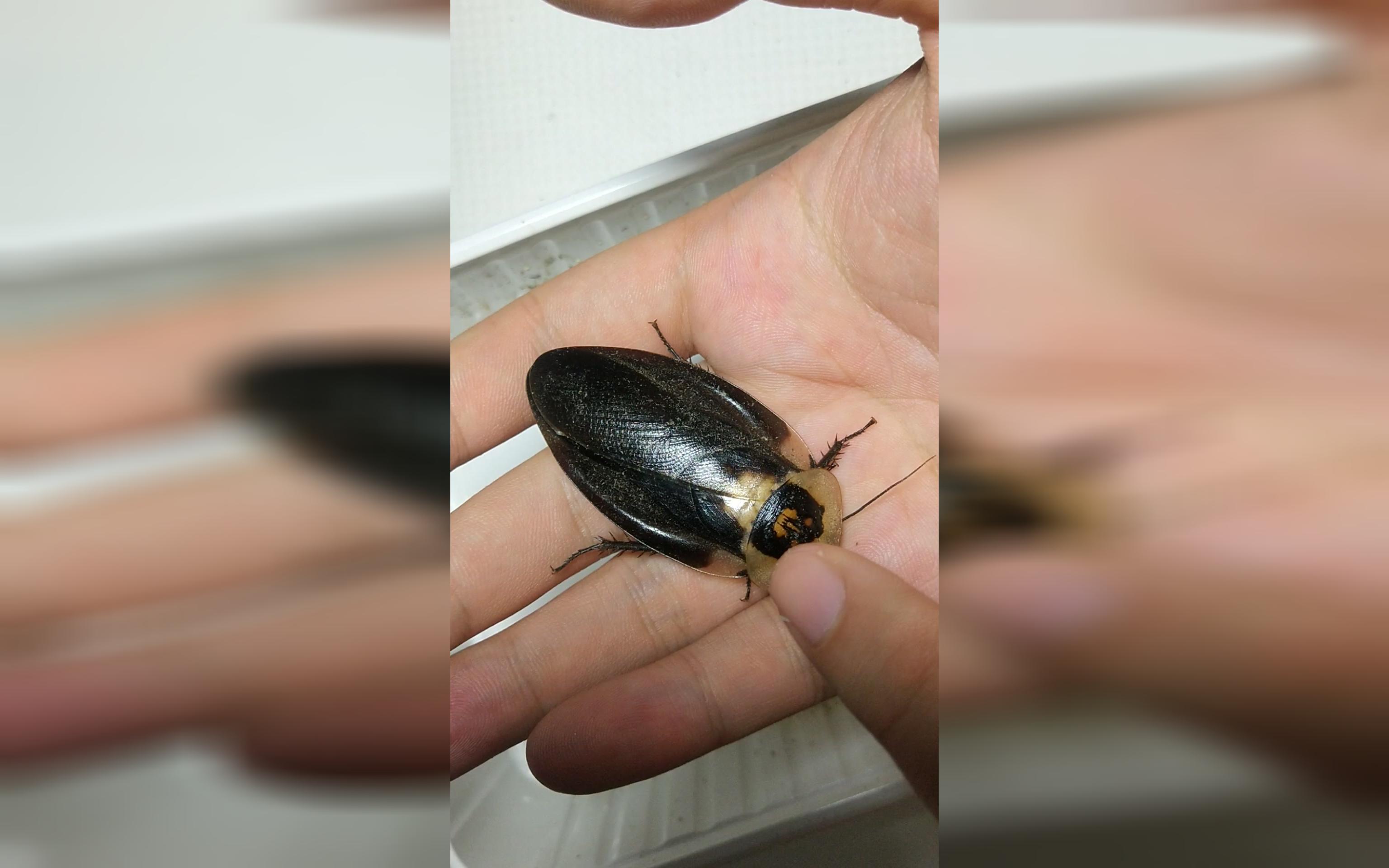 blaberus craniifer "black wing"黑翅死人头蟑螂的基本介绍