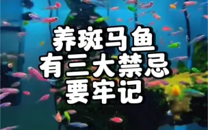 Video herunterladen: 新手喜欢养斑马鱼的有三大禁忌你知道吗