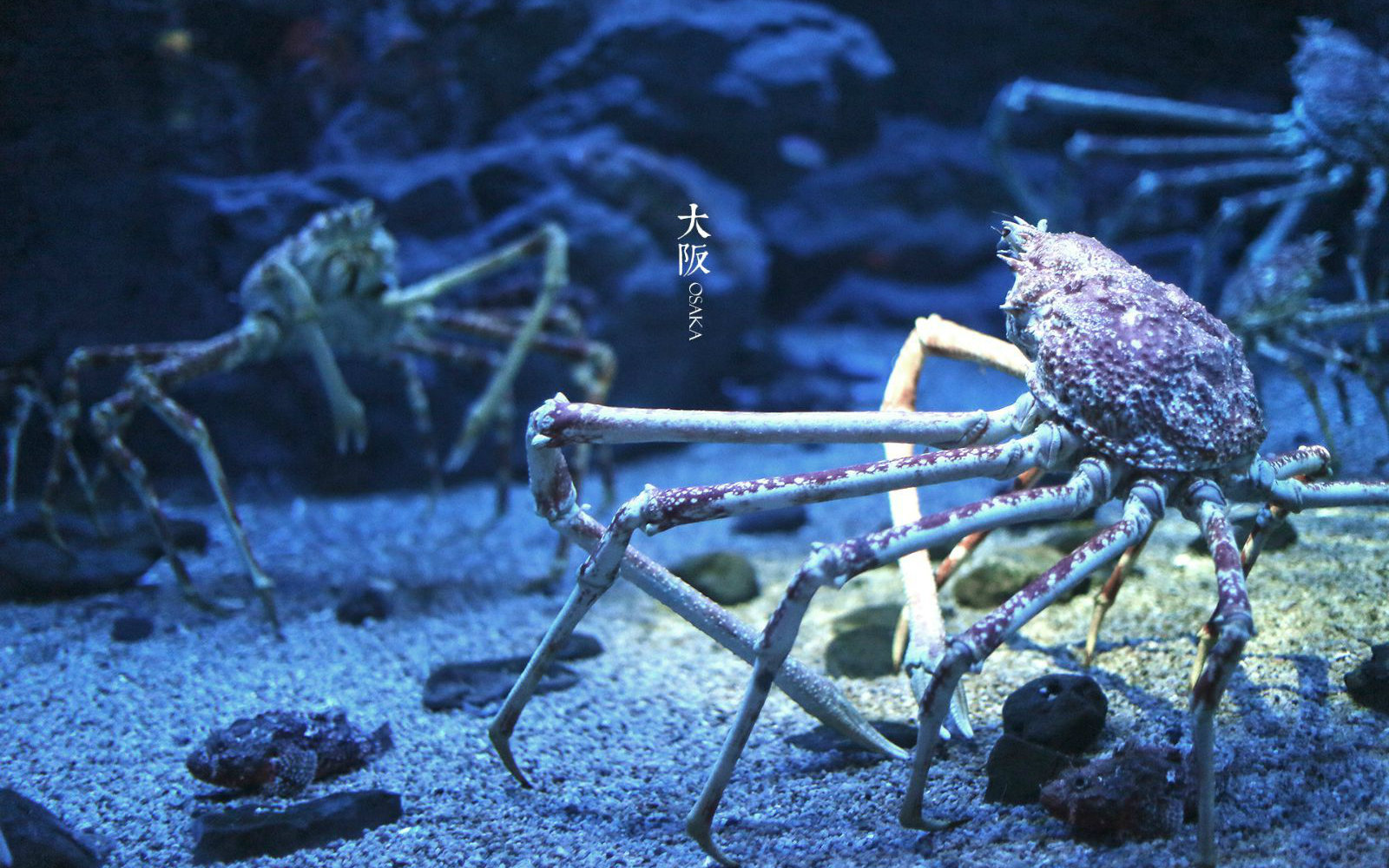 (国语繁体字幕)_哔哩哔哩_bilibili