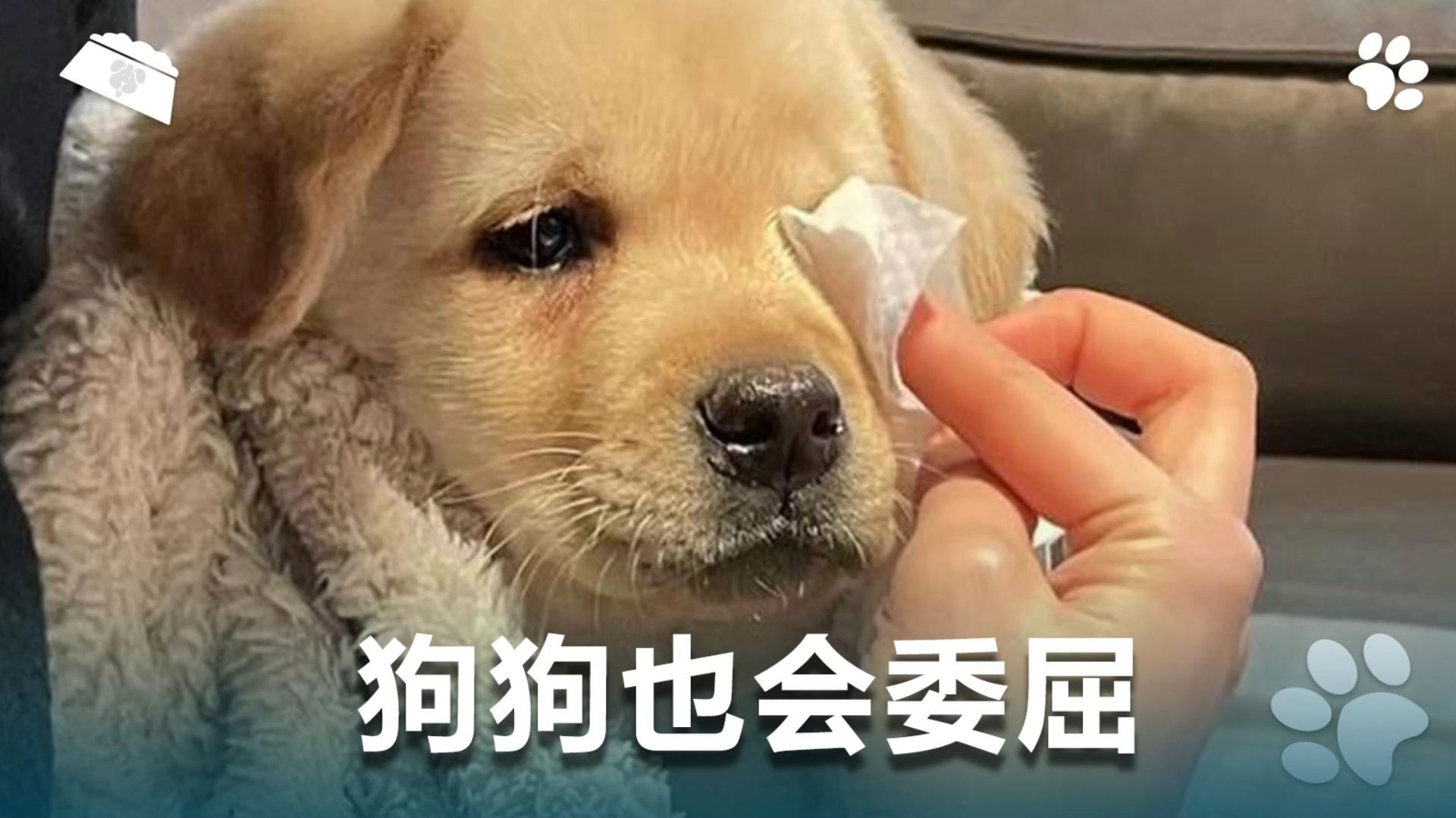 狗狗也会委屈,看得出来它很伤心