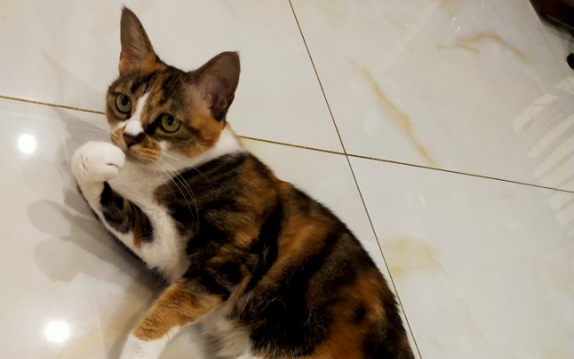 活动作品土猫三花大包子最近是非常活泼的猫姐姐