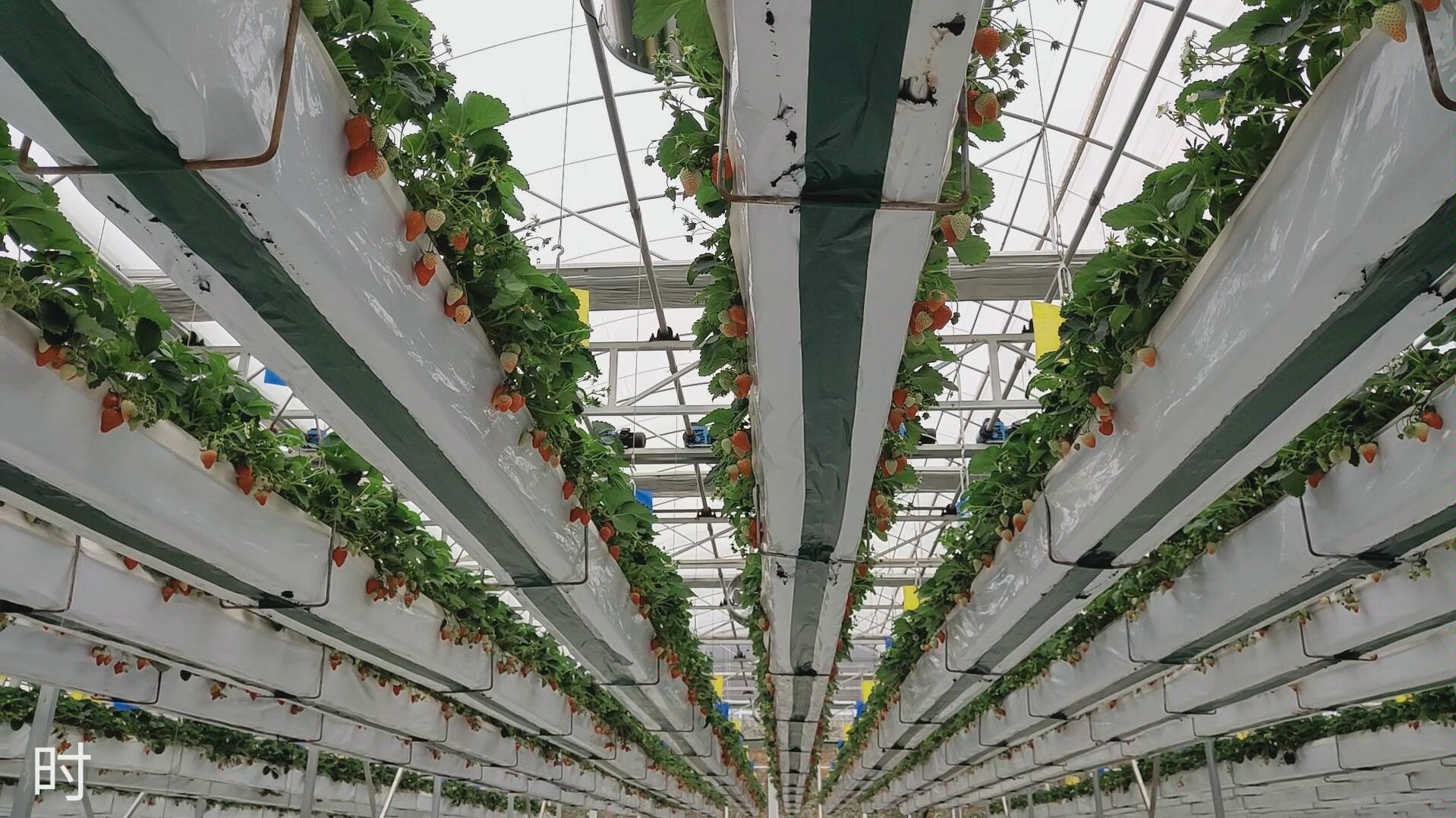 空中草莓无土栽培种植模式,高品质,高口感,高颜值