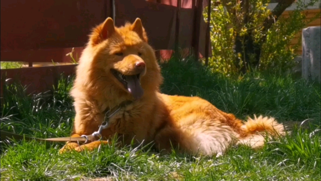 土松犬 中华田园犬 原生松狮_哔哩哔哩_bilibili