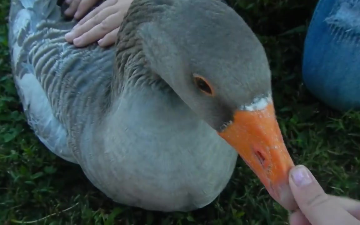 [中字]近距离观鹅 French Toulouse Goose Upclose哔哩哔哩bilibili