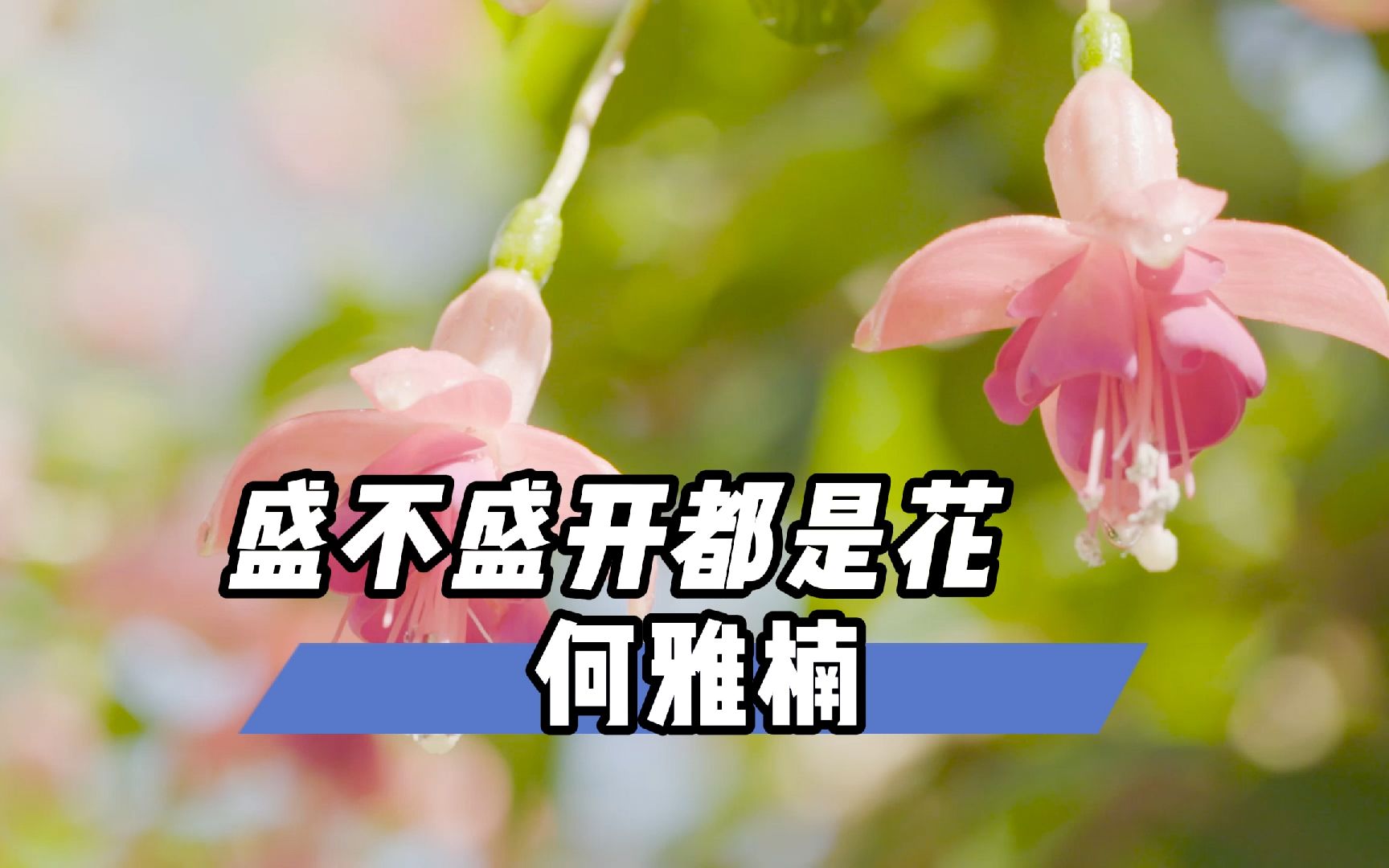 【无损音质】《盛不盛开都是花》“花若盛开,蝴蝶自来,你若精彩,天自安排”哔哩哔哩bilibili