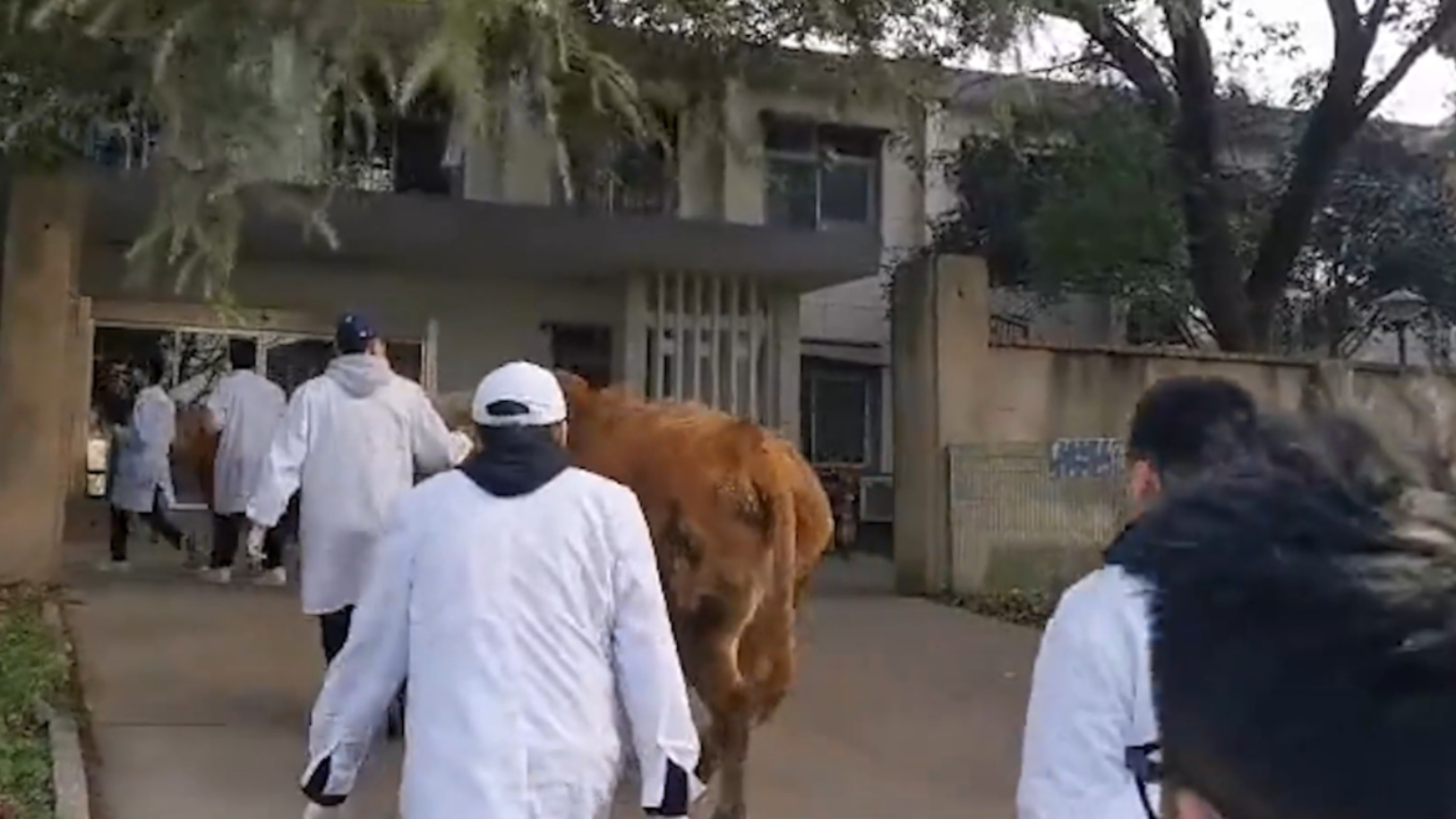 [图]兽医专业大学生日常，穿着白大褂牵着牛