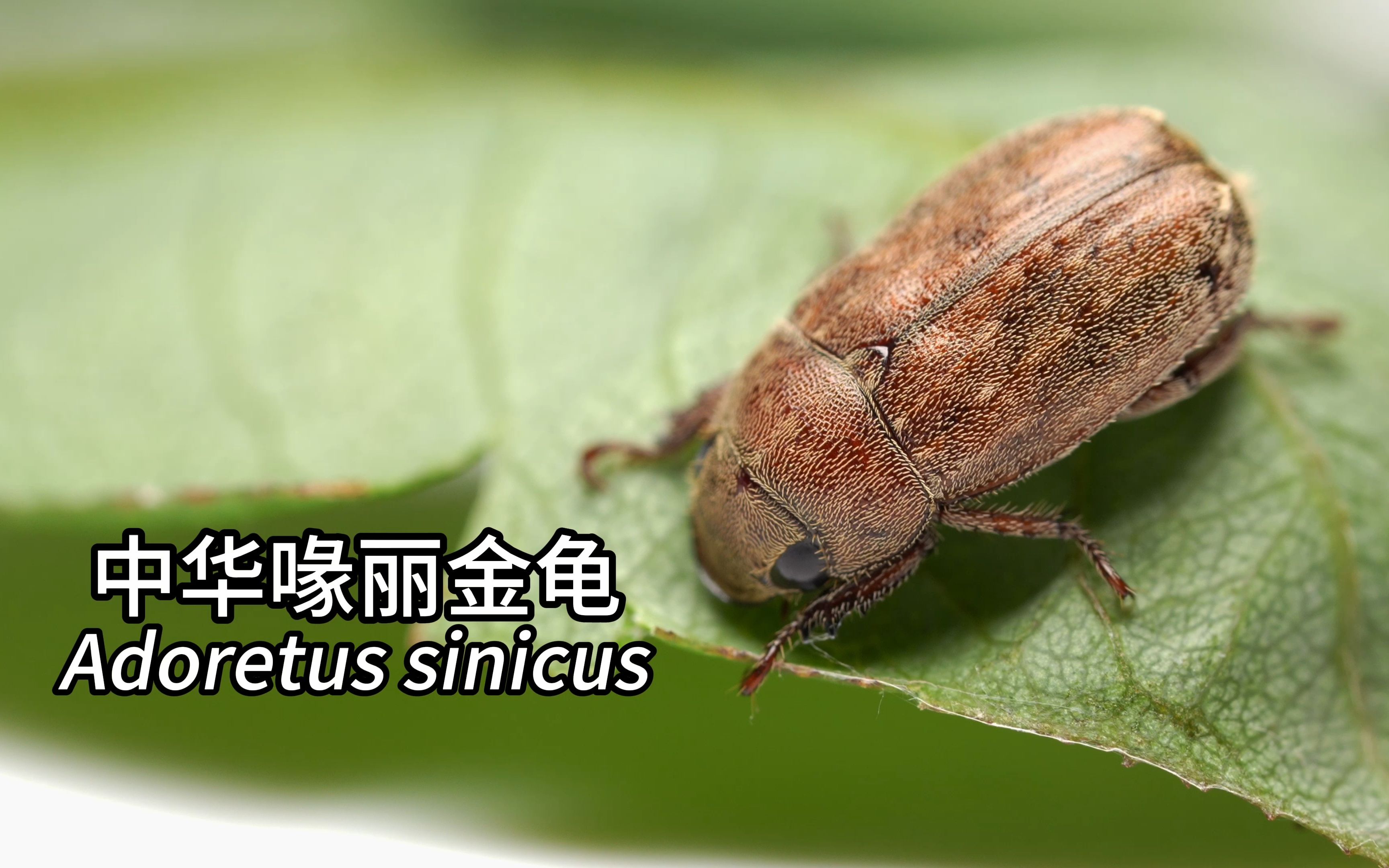 中华喙丽金龟 adoretus sinicus