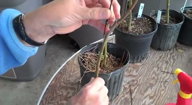 [油管搬运] 日本红枫嫁接 Japanese Maple Grafting哔哩哔哩bilibili