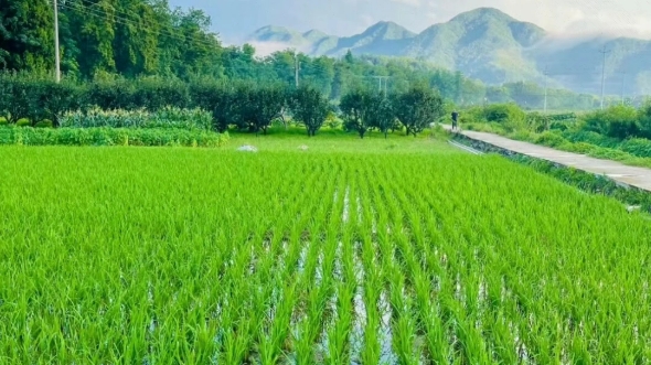 绿油油的稻田