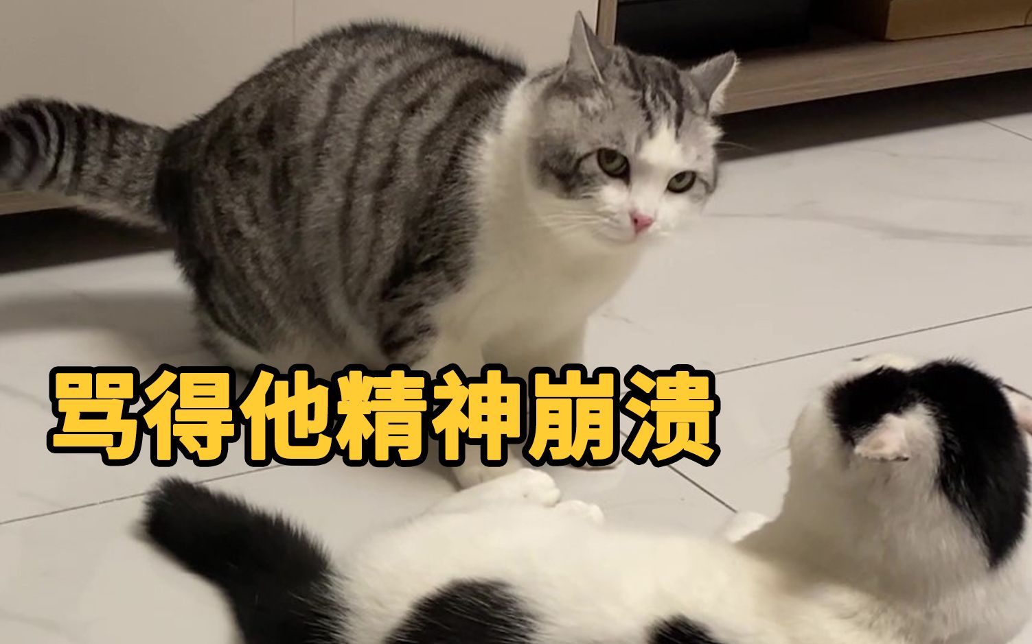 [图]我的猫好像真的学会了猫的脏话！