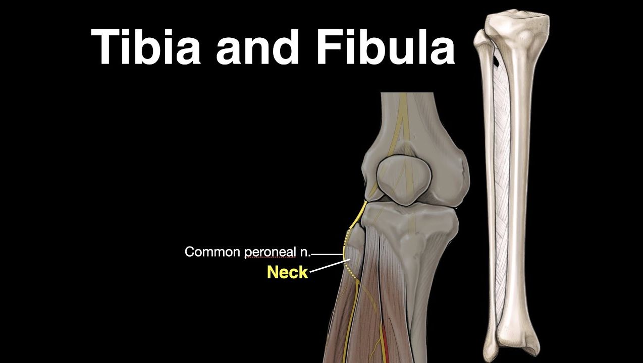 【骨学解剖学】胫腓骨解剖结构 | 腓骨头 腓骨体 骨间缘 外踝 | 内侧髁 外侧髁 髁间隆起 胫骨粗隆 胫骨体 内踝 | 附着肌肉 韧带 神经 | 医学双语哔哩哔哩bilibili