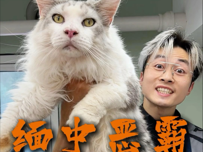 陨石缅因是吧，真帅啊