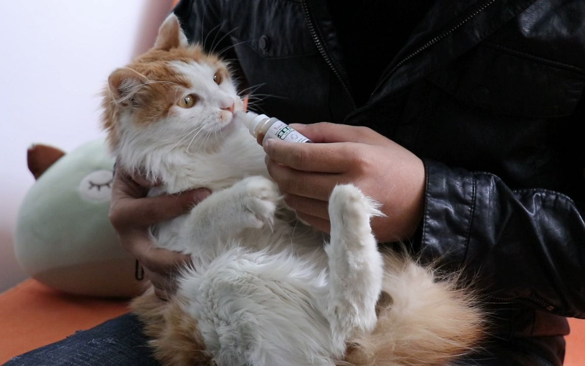 男生做超级奶爸,给猫喂药,被嫌弃死活不喝