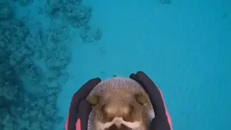 太卡哇伊了