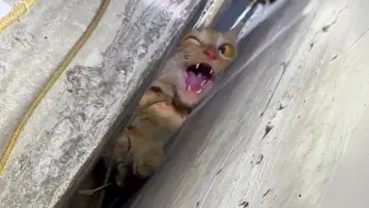 这次救援，差点就把猫给救si了