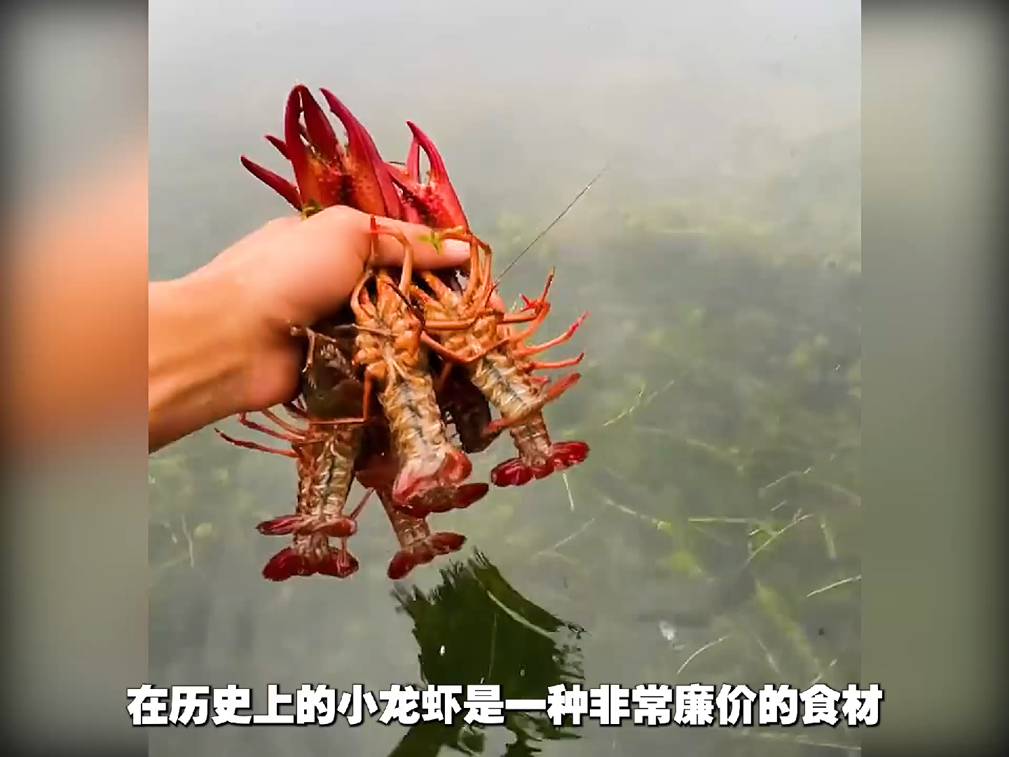 原来我们常吃的小龙虾还有这么多秘密