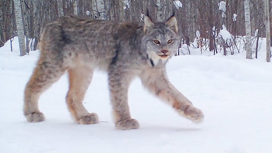 加拿大猞猁 狼群 短尾猫 美洲黑熊等野生动物(樵夫国家公园)