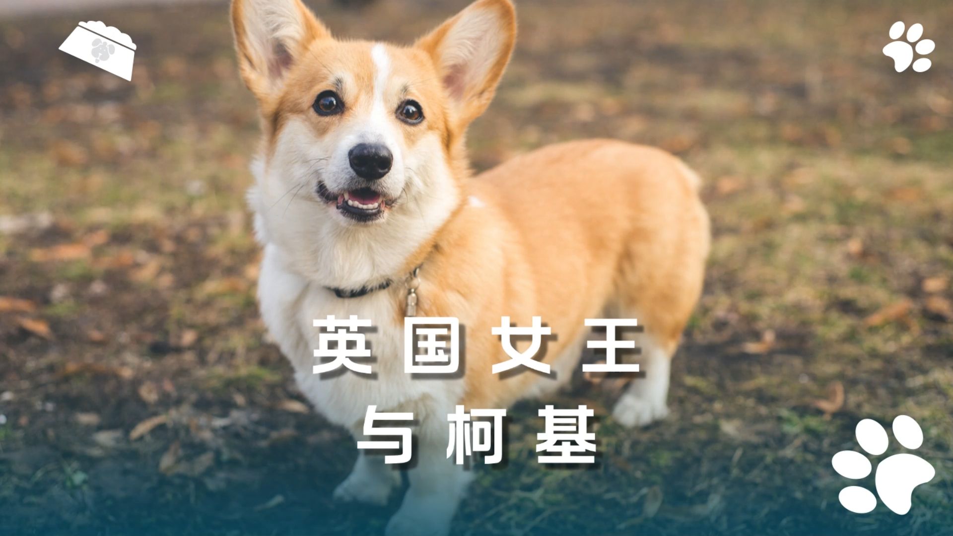 英国女王与柯基,你听说过这些故事吗?