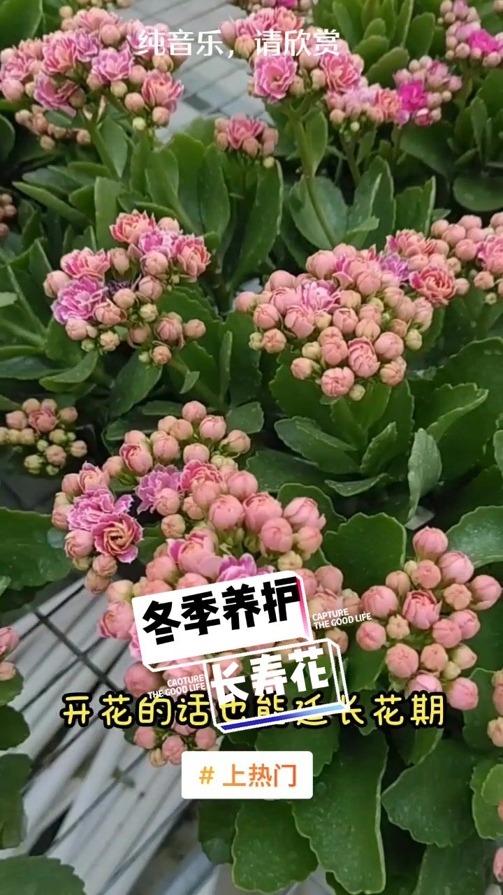 盆栽绿植 养花小知识 植物 盆栽 室内绿植 花卉基地哔哩哔哩bilibili