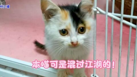 后室】你在Kitty猫的床上醒来_哔哩哔哩_bilibili