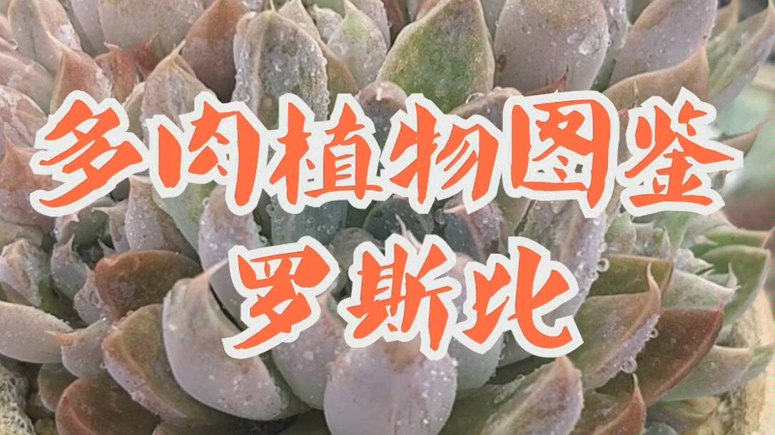 多肉植物图鉴-罗斯比_哔哩哔哩 (゜-゜)つロ 干杯~-bilibili