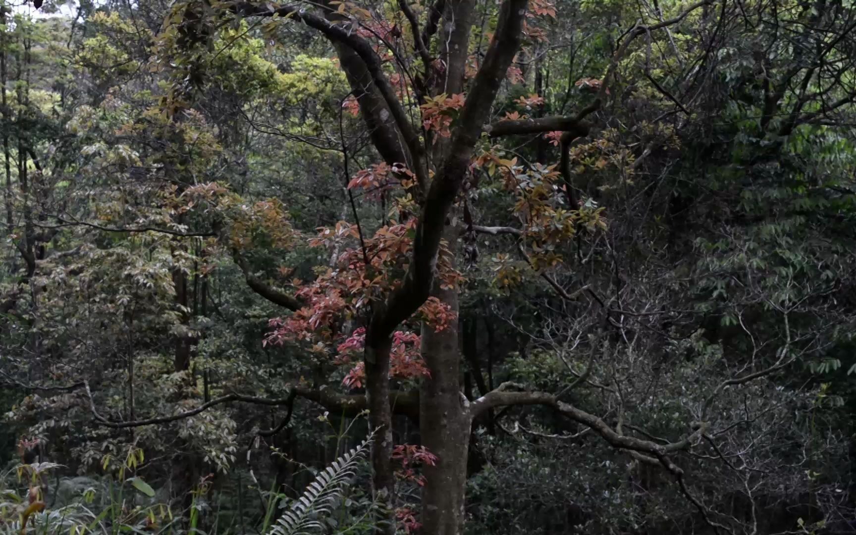 [图]【1080P｜白噪音】春天山林里的大型求偶现场