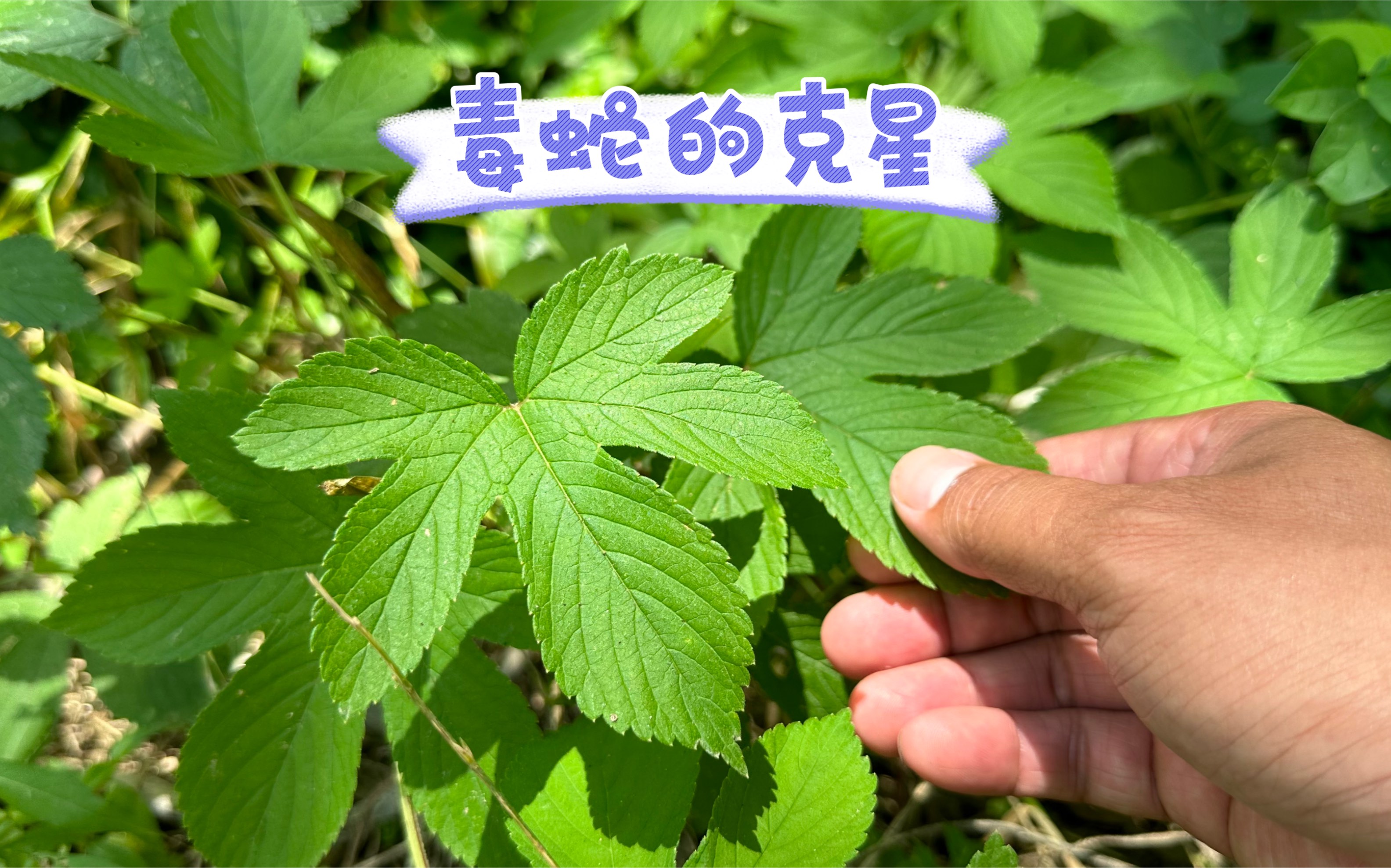 农村随处可见的植物,又名割人草,又被称为毒蛇的克星