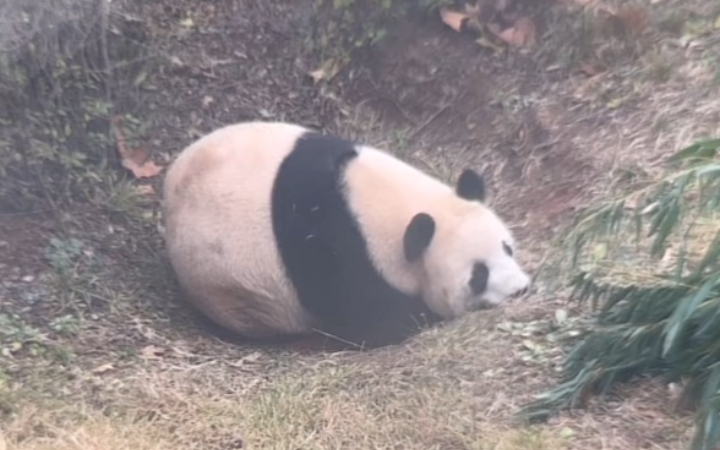 11月22日下午两点了,飞云还趴在这里,第一顿加餐还没加,吃完早晨的三四块零食就没有进食,后来起来吃了点竹叶,然后快两点半开始了营业期间第一顿...