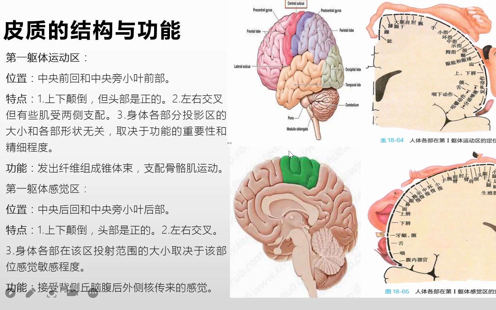 系统解剖学中枢神经系统之端脑的内部结构及功能哔哩哔哩bilibili