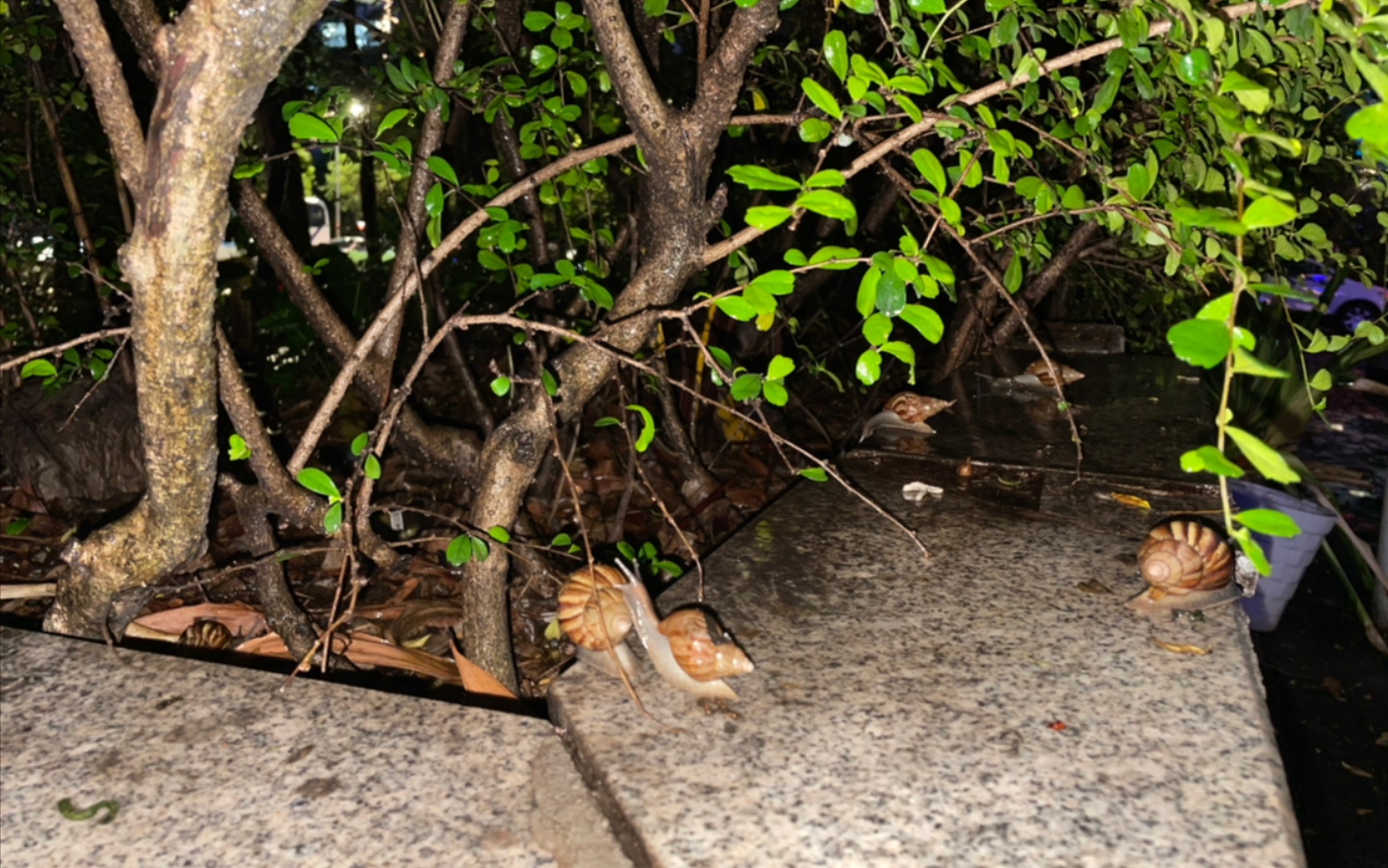 【非洲大蜗牛】下班了,踩蜗牛