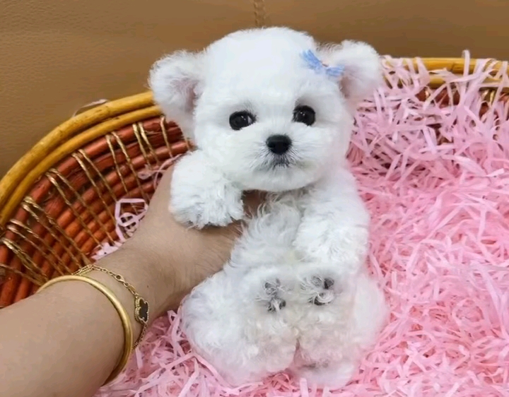 飞耳韩系比熊宝宝