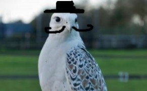 混血怪鸟 体型跨越几倍的杂交 三种不同的物种可以有后代 神奇的杂交隼 哔哩哔哩 つロ干杯 Bilibili