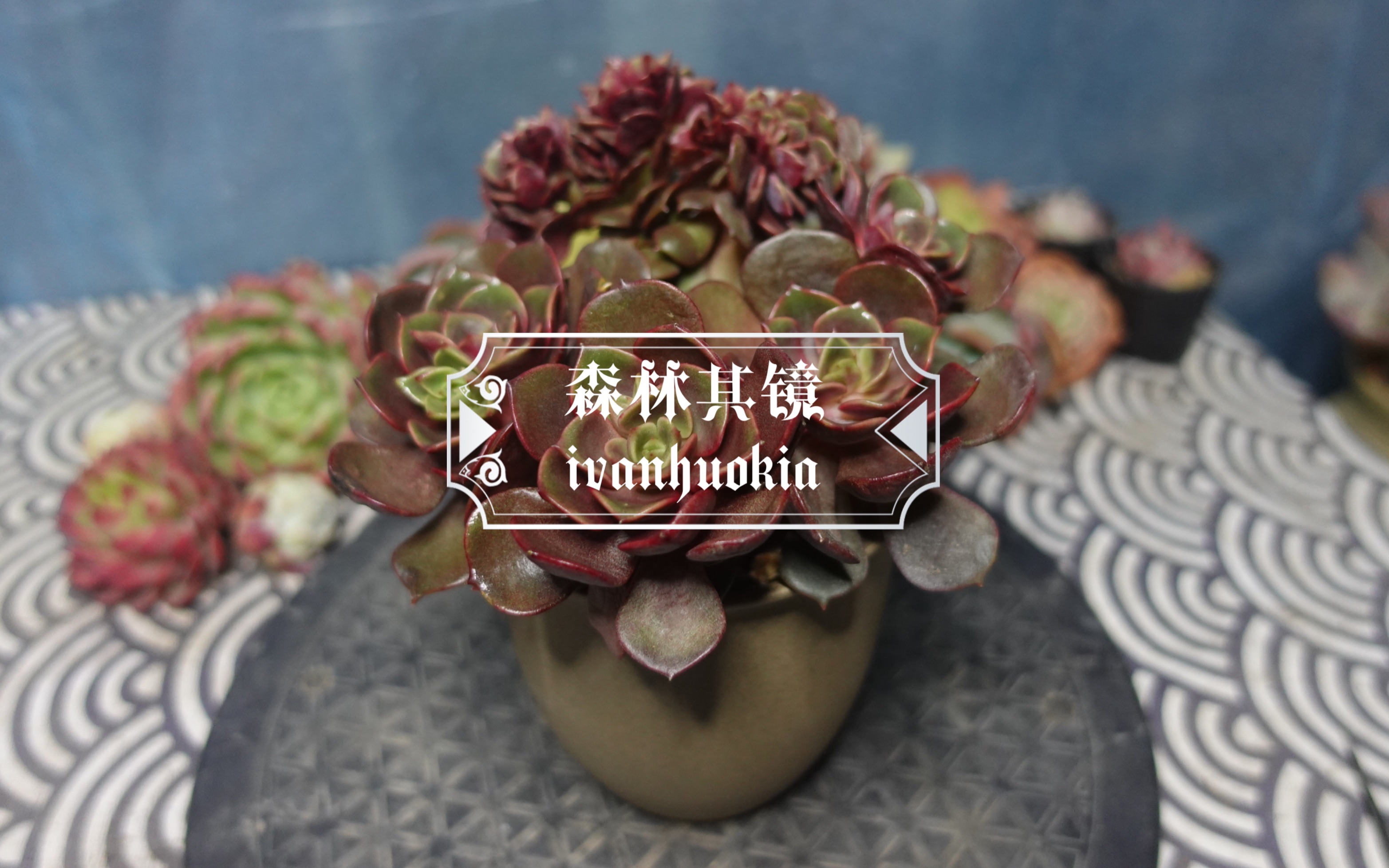 活动作品森林其镜2022年3月状态记录多肉大红袍缀化