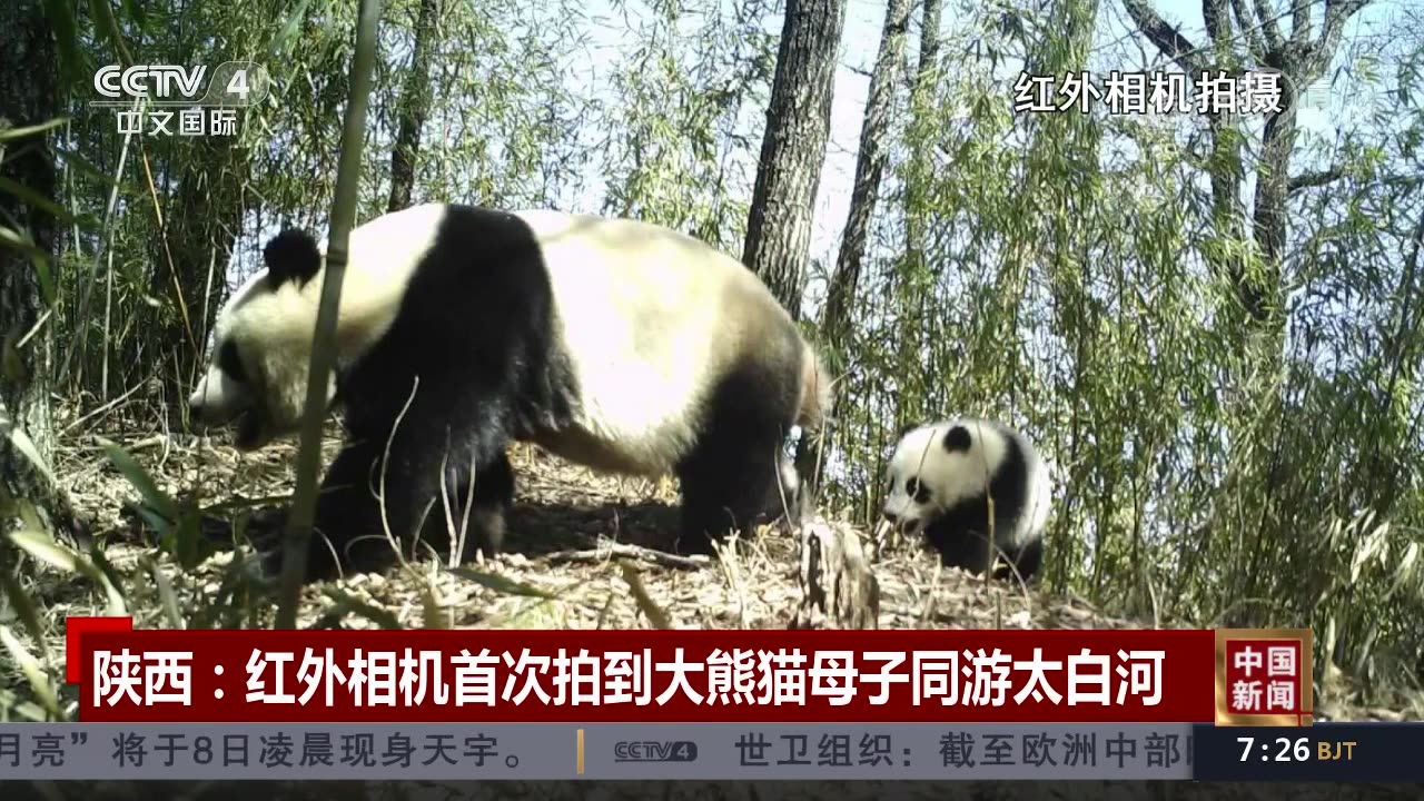 【野生大熊猫】陕西:红外相机首次拍到大熊猫母子同游太白河哔哩哔哩bilibili