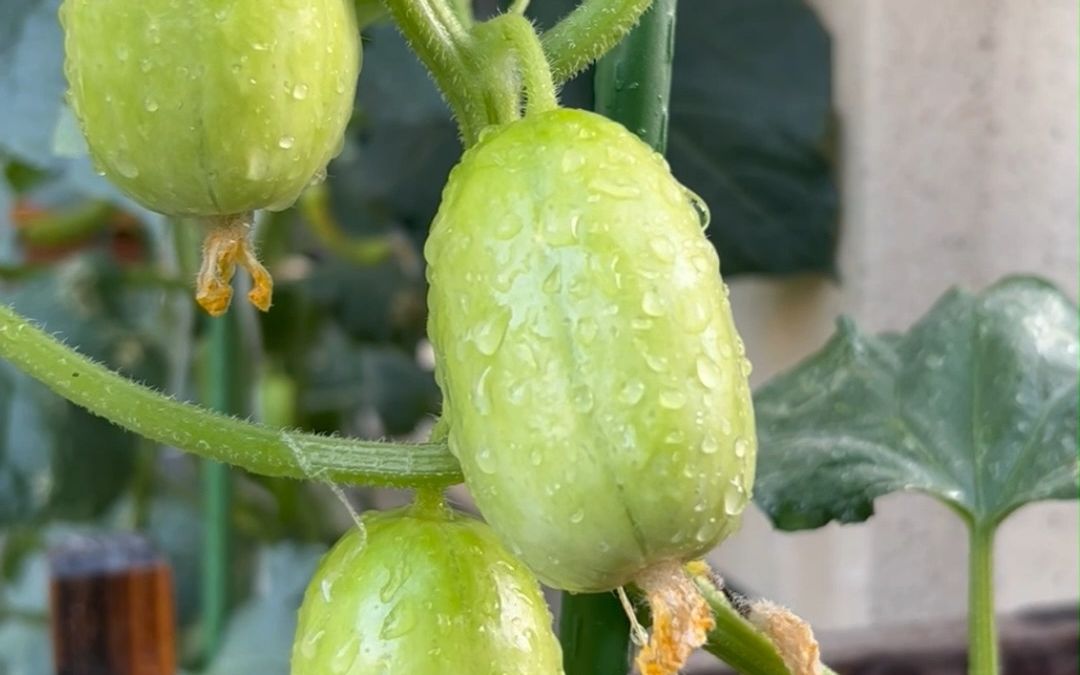 这个圆圆小小的黄瓜可爱吗?