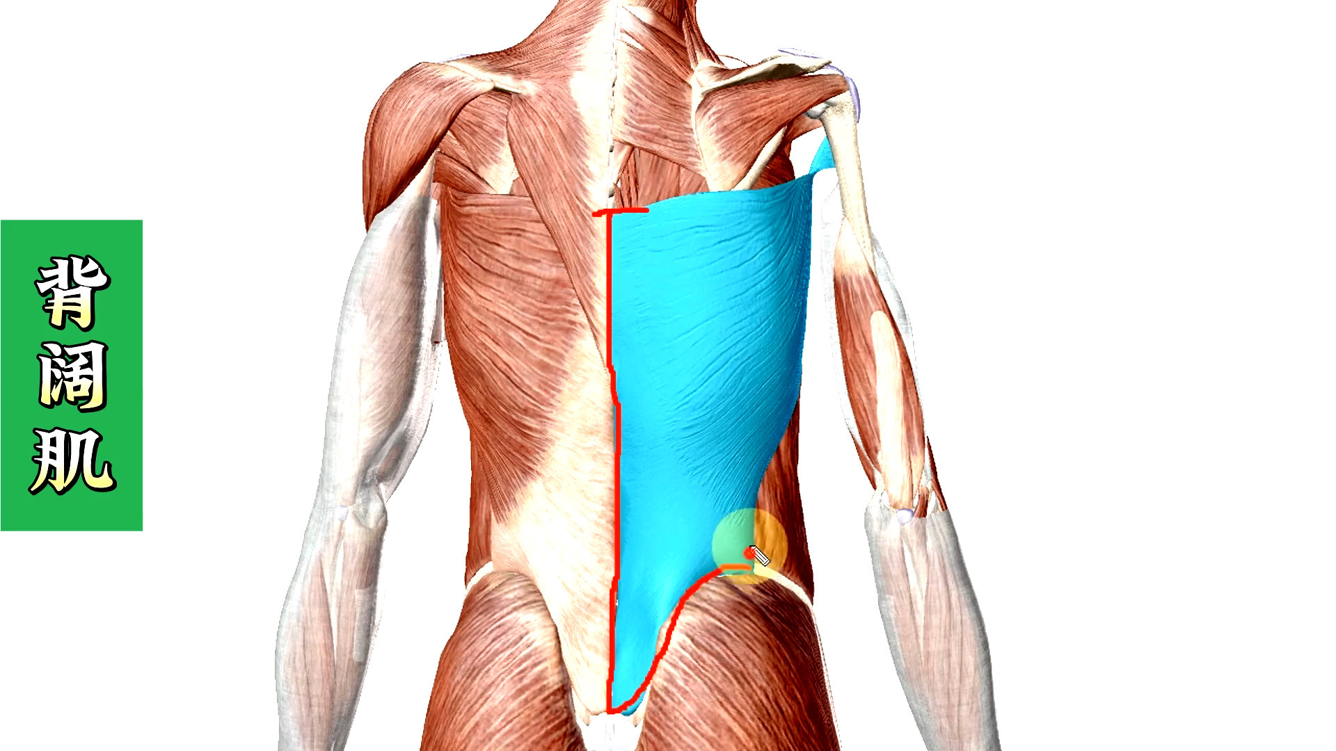 阔背肌疼痛图片