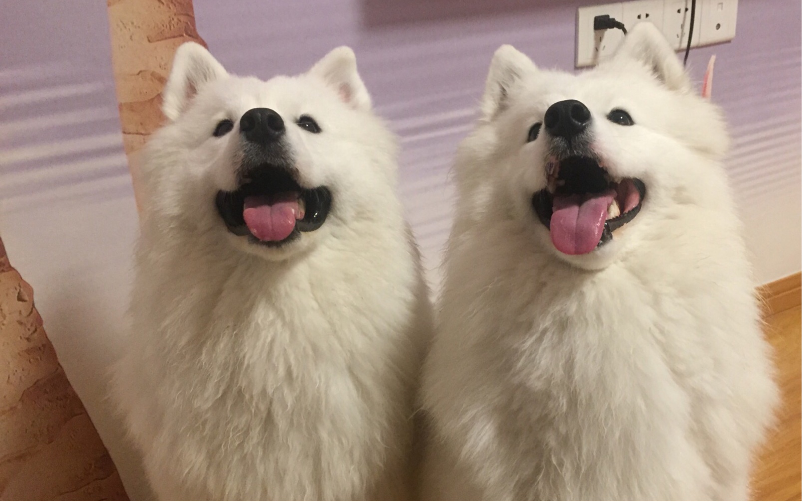 萨摩猪～又是开心的一晚上